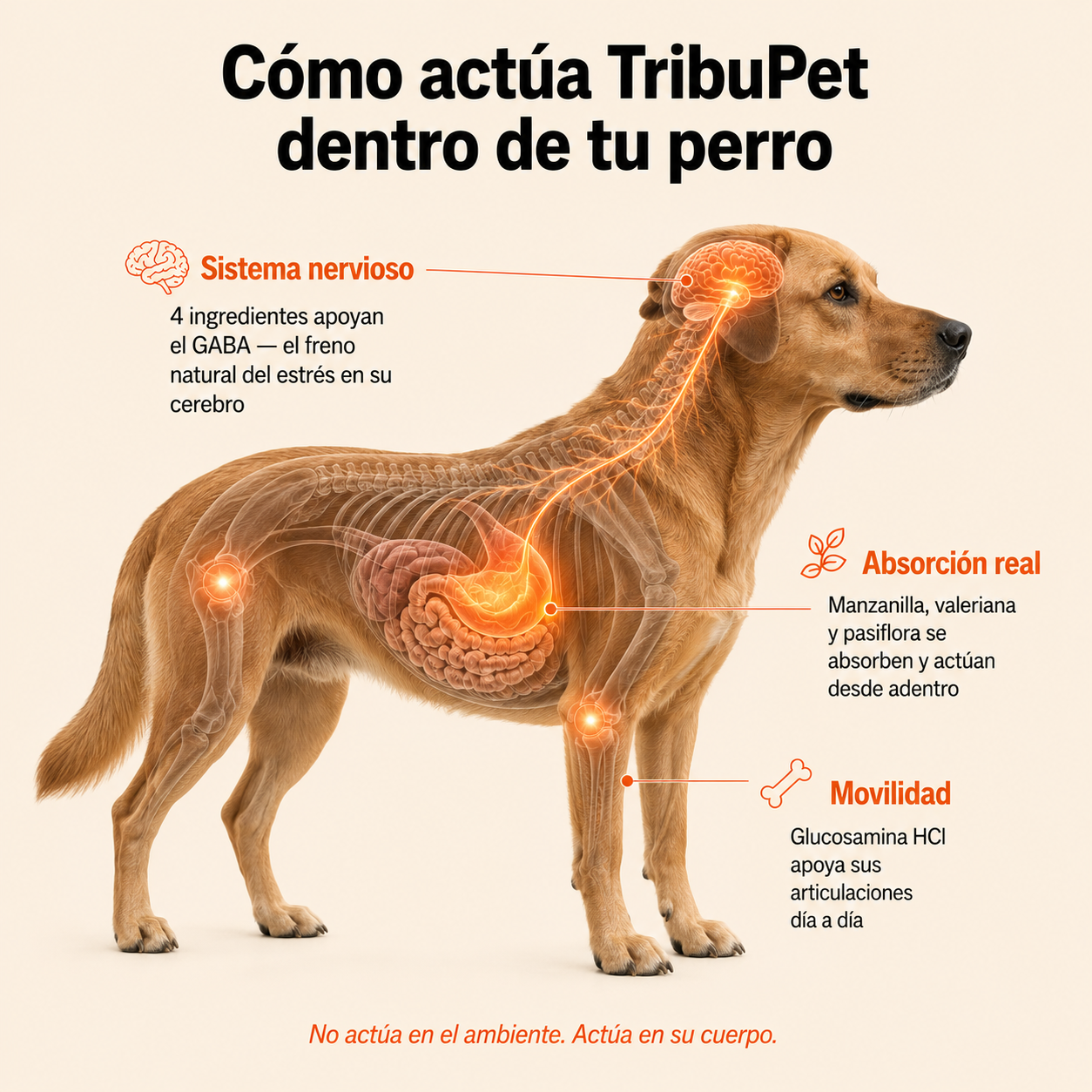 Soporte de calma perruno en masticables